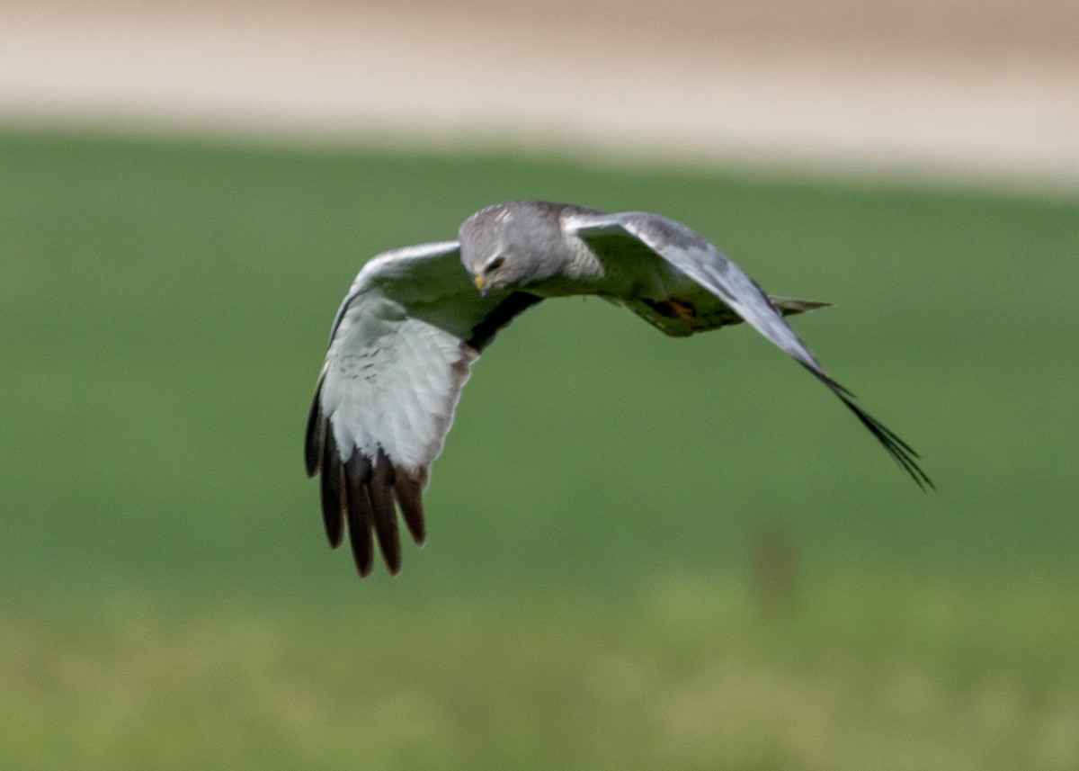 Northern Harrier - ML620257257