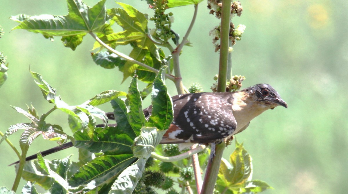 Great Spotted Cuckoo - ML620257258