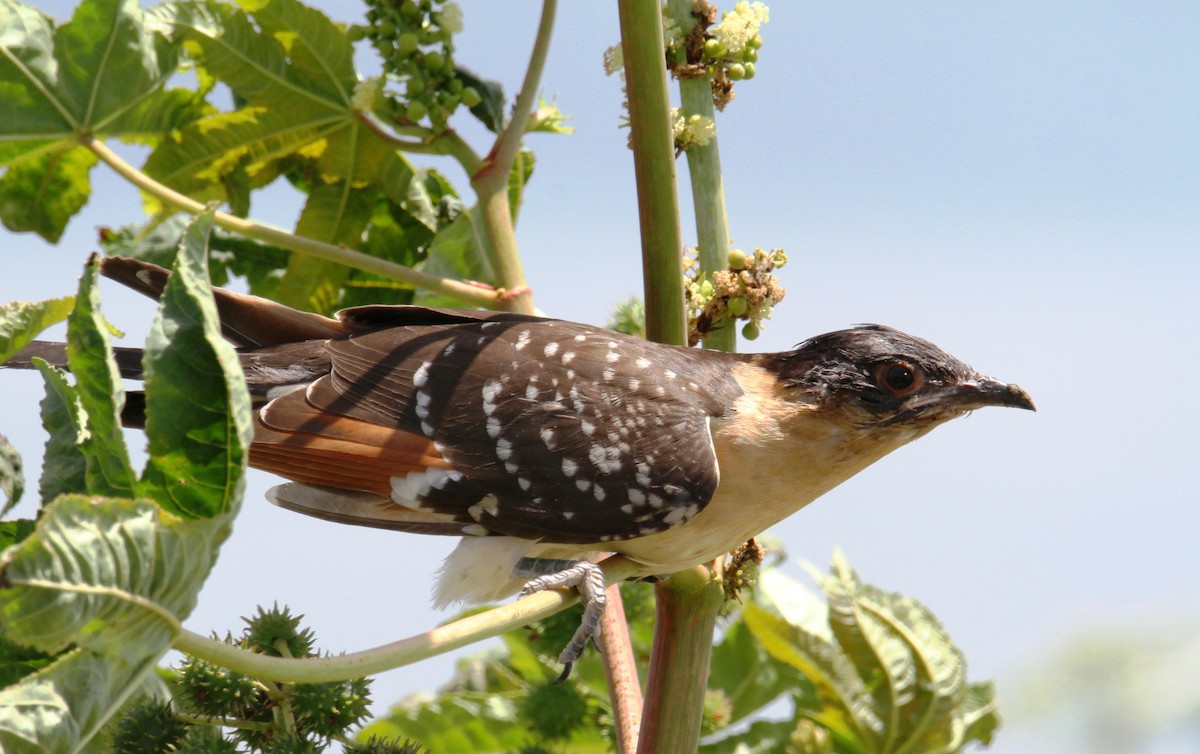 Great Spotted Cuckoo - ML620257259