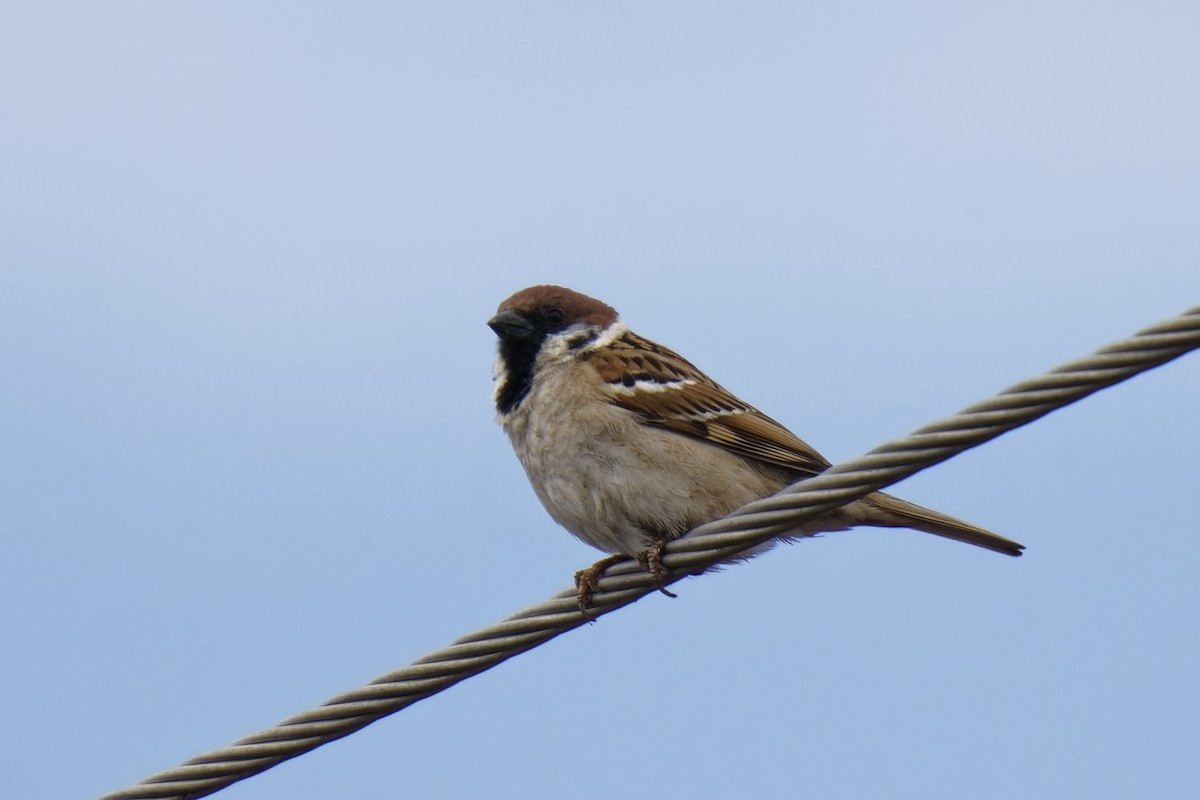Eurasian Tree Sparrow - ML620257261