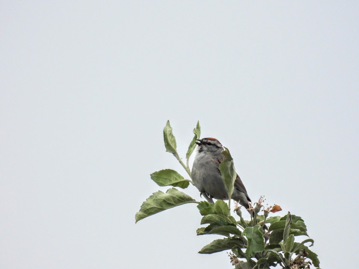 Chipping Sparrow - ML620257268