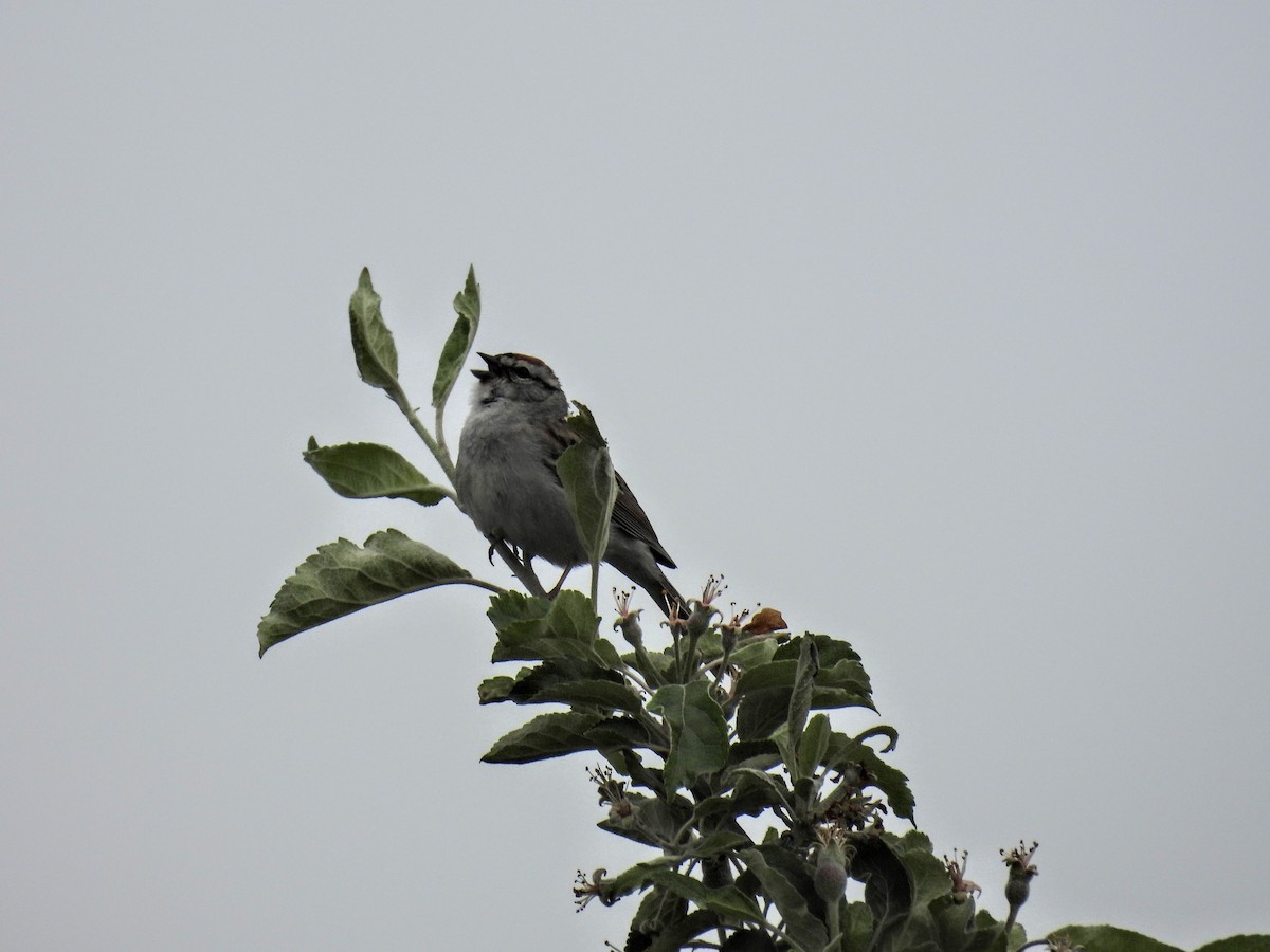 Chipping Sparrow - ML620257269