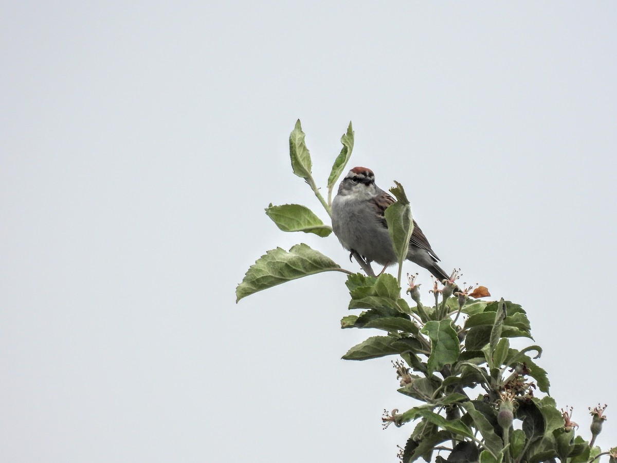 Chipping Sparrow - ML620257270