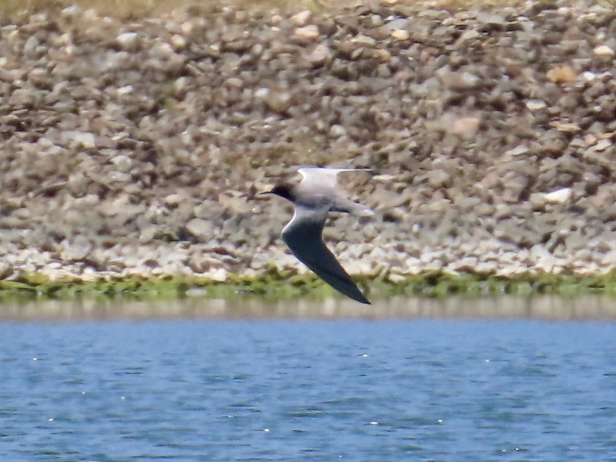 Black Tern - ML620257275