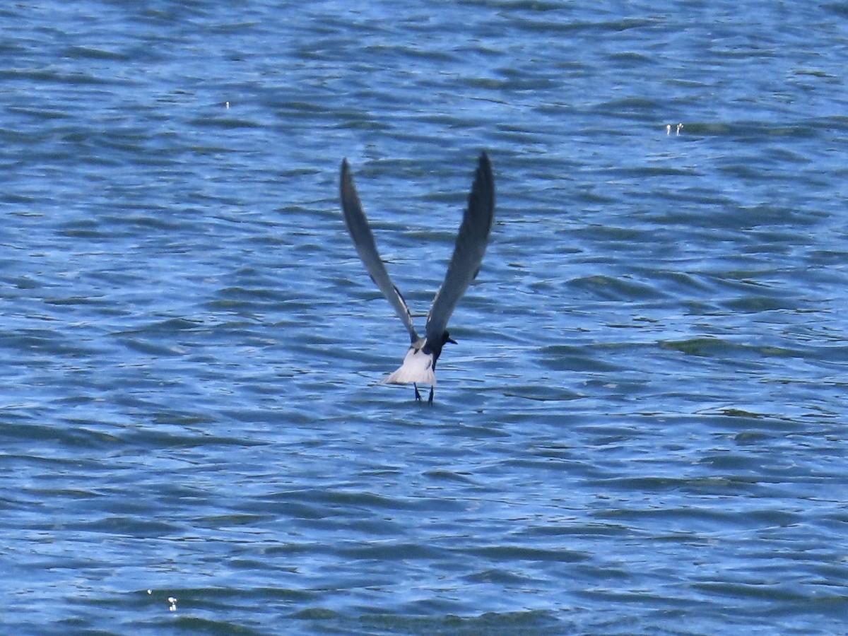 Black Tern - ML620257276