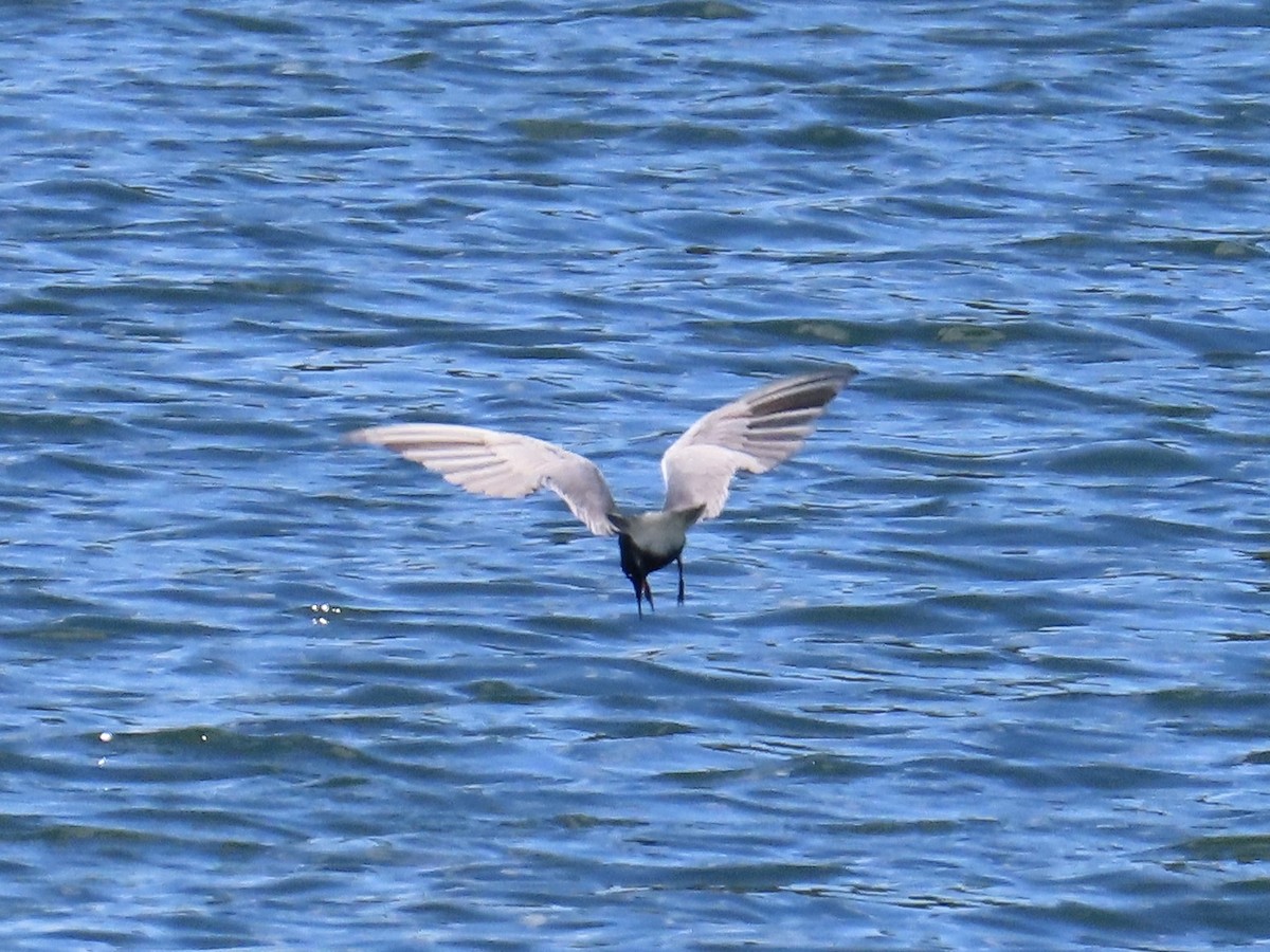 Black Tern - ML620257280