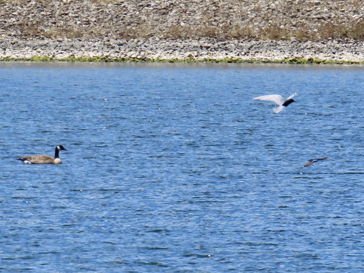 Black Tern - ML620257281