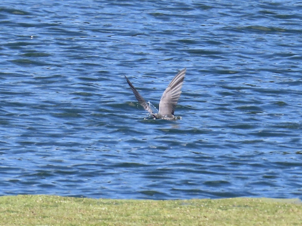 Black Tern - ML620257282