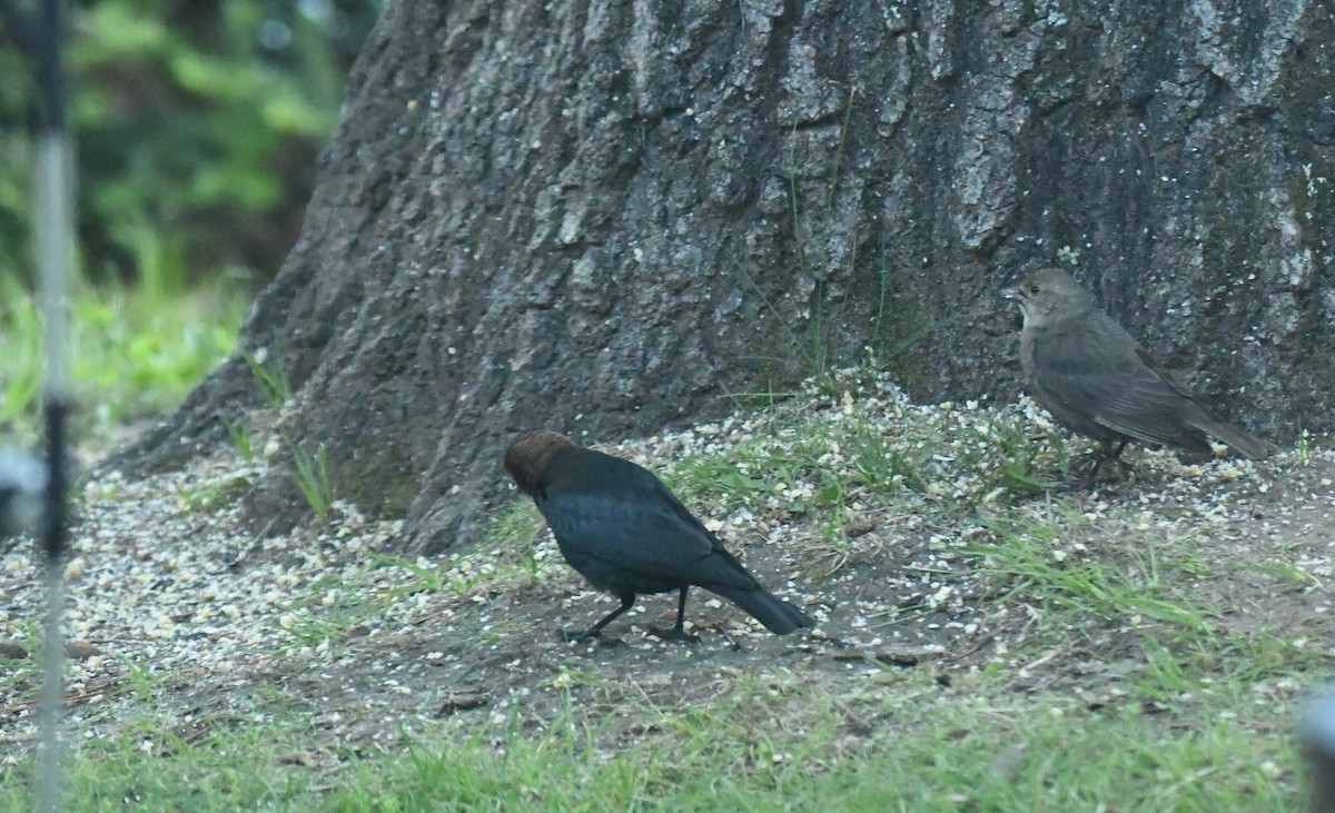 Brown-headed Cowbird - ML620257284