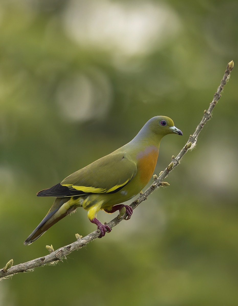 橙胸綠鳩 - ML620257285