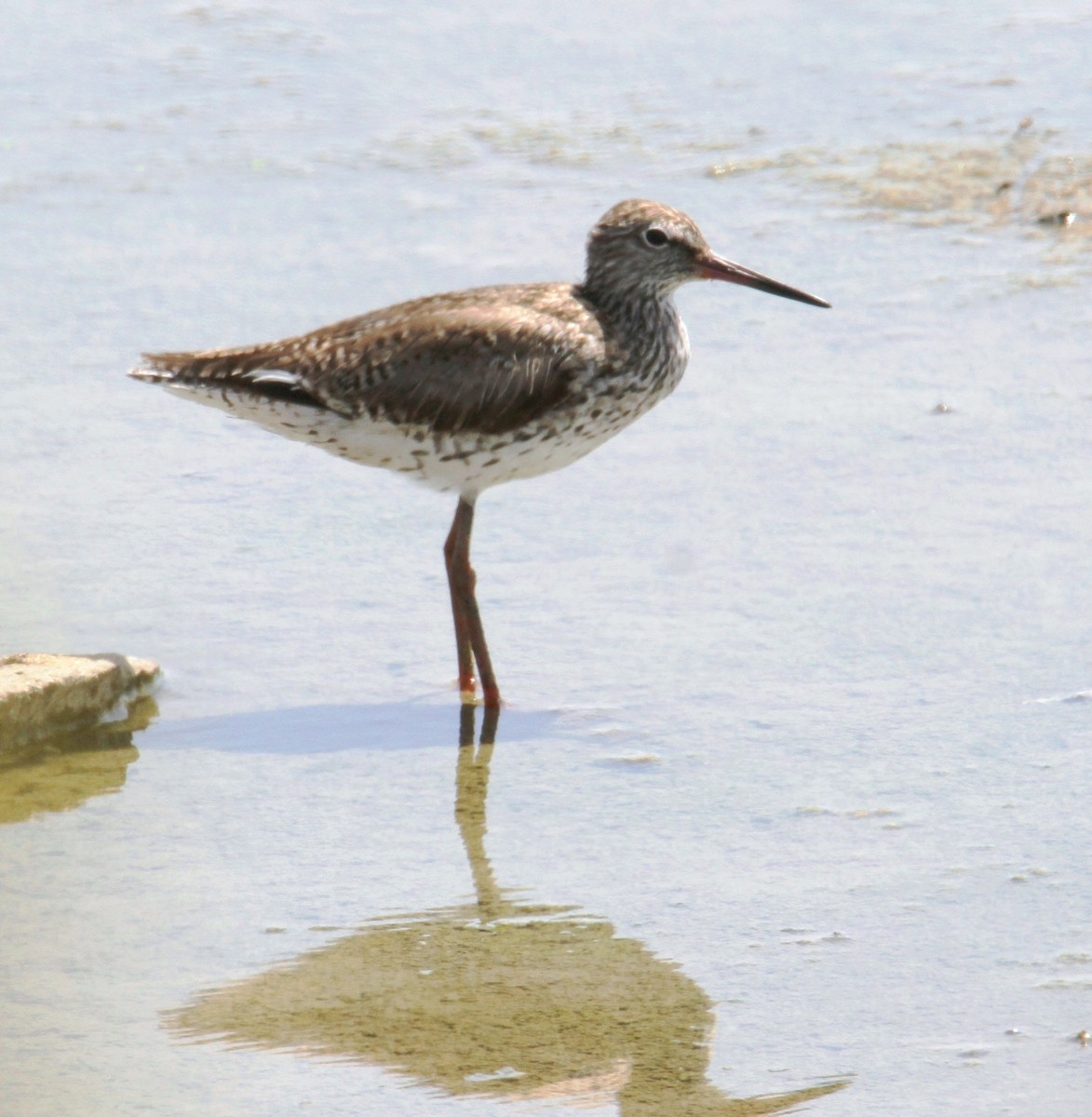 Common Redshank - ML620257287