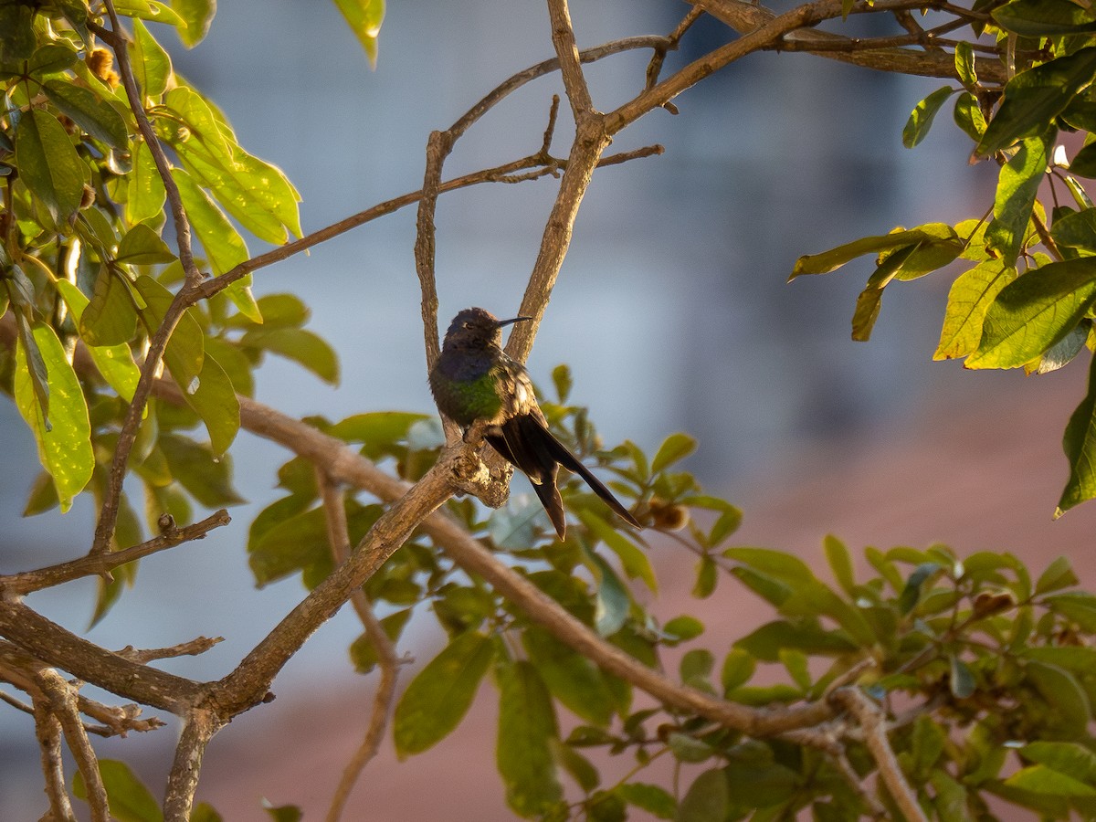 Swallow-tailed Hummingbird - ML620257296
