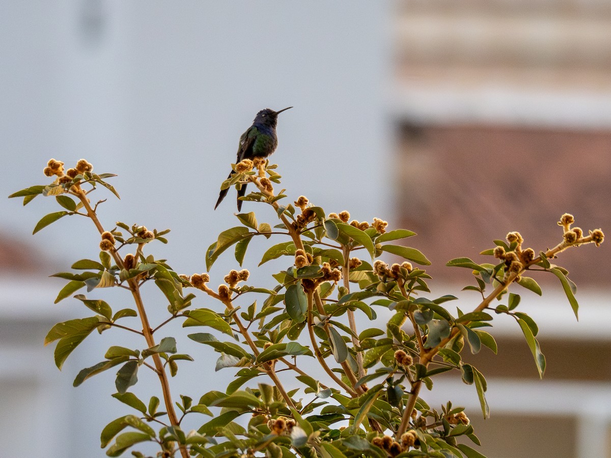 Swallow-tailed Hummingbird - Vitor Rolf Laubé