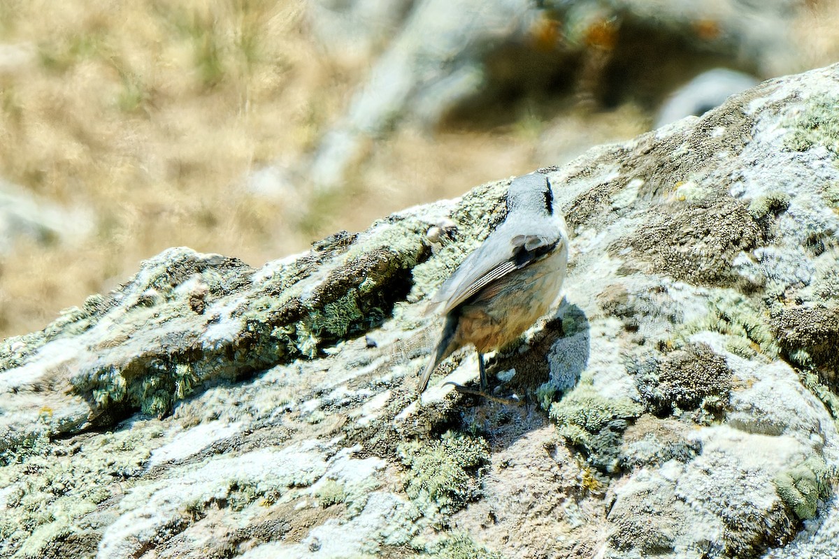 Western Rock Nuthatch - ML620257298