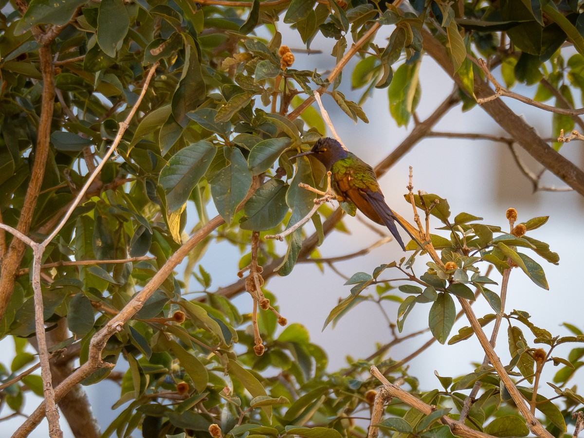 Swallow-tailed Hummingbird - ML620257299