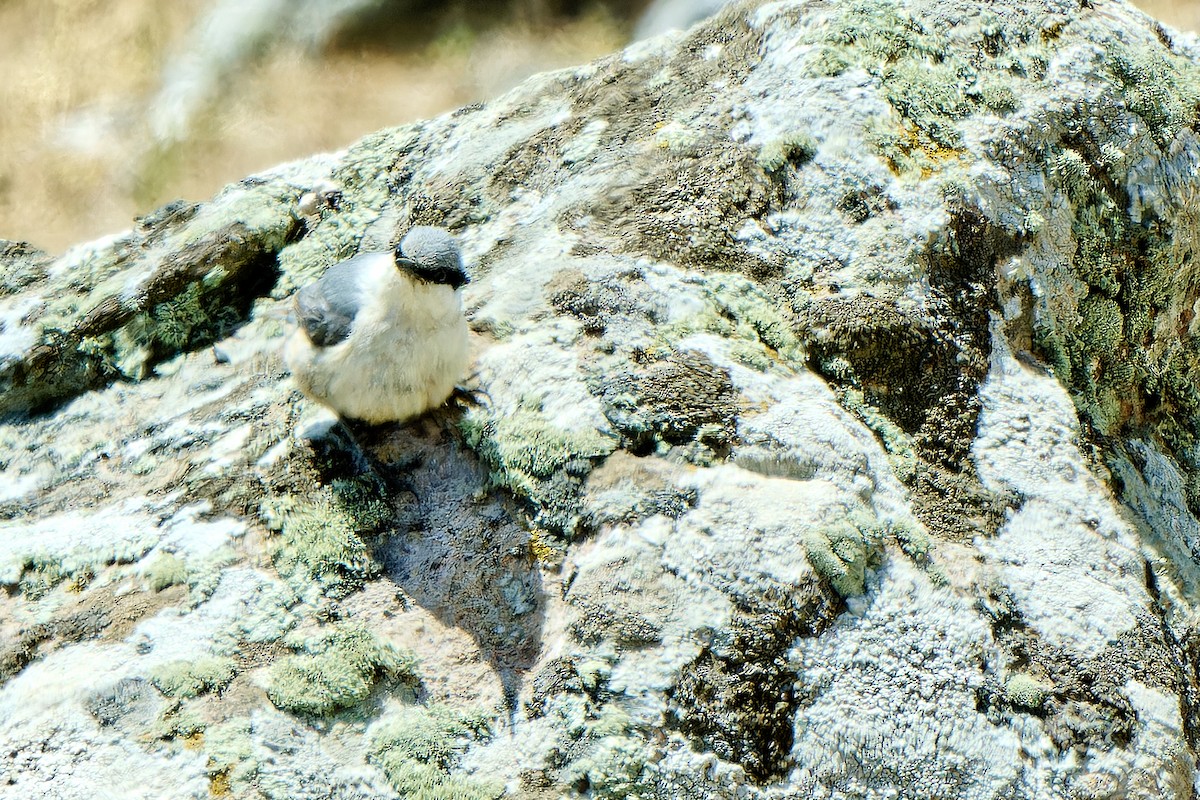 Western Rock Nuthatch - ML620257301