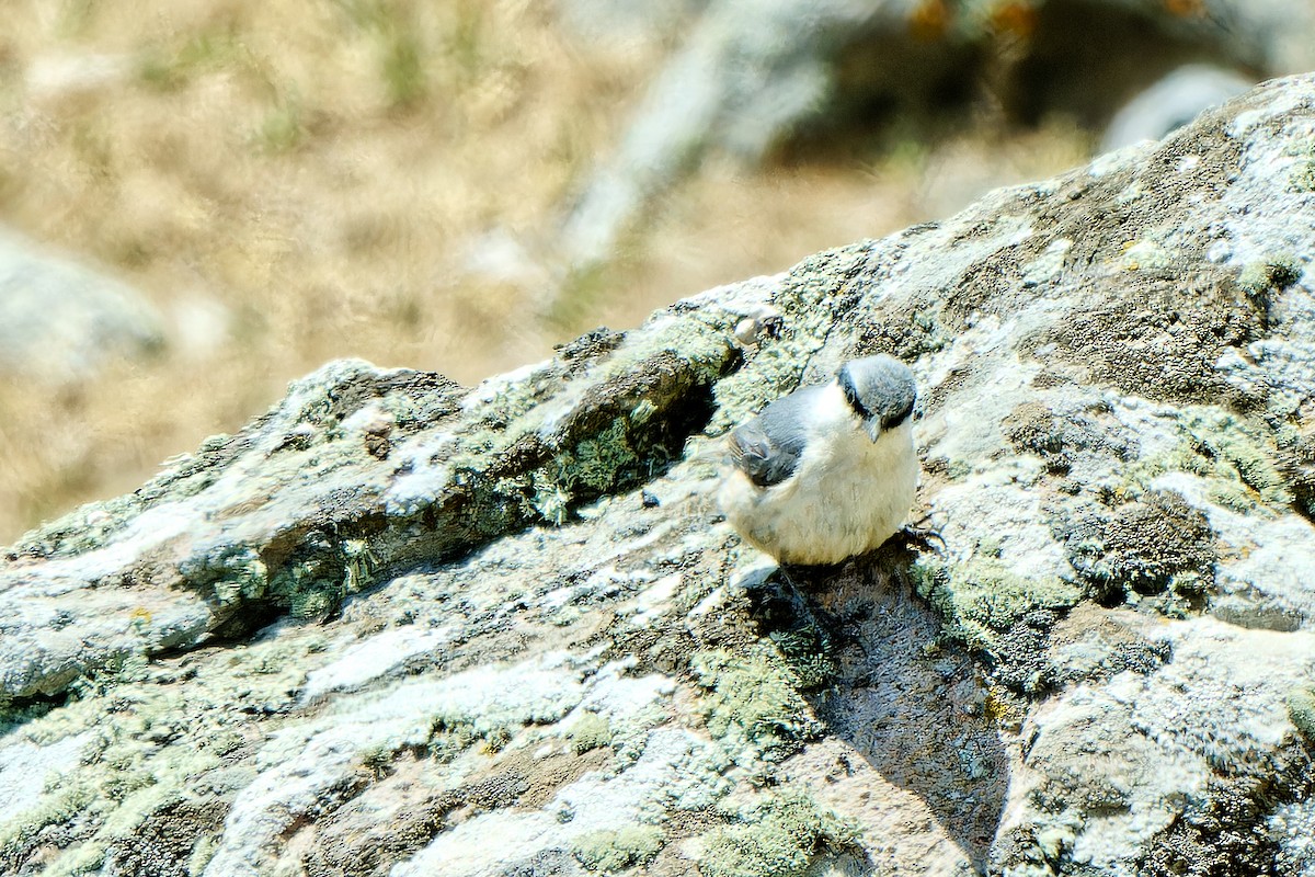 Western Rock Nuthatch - ML620257303