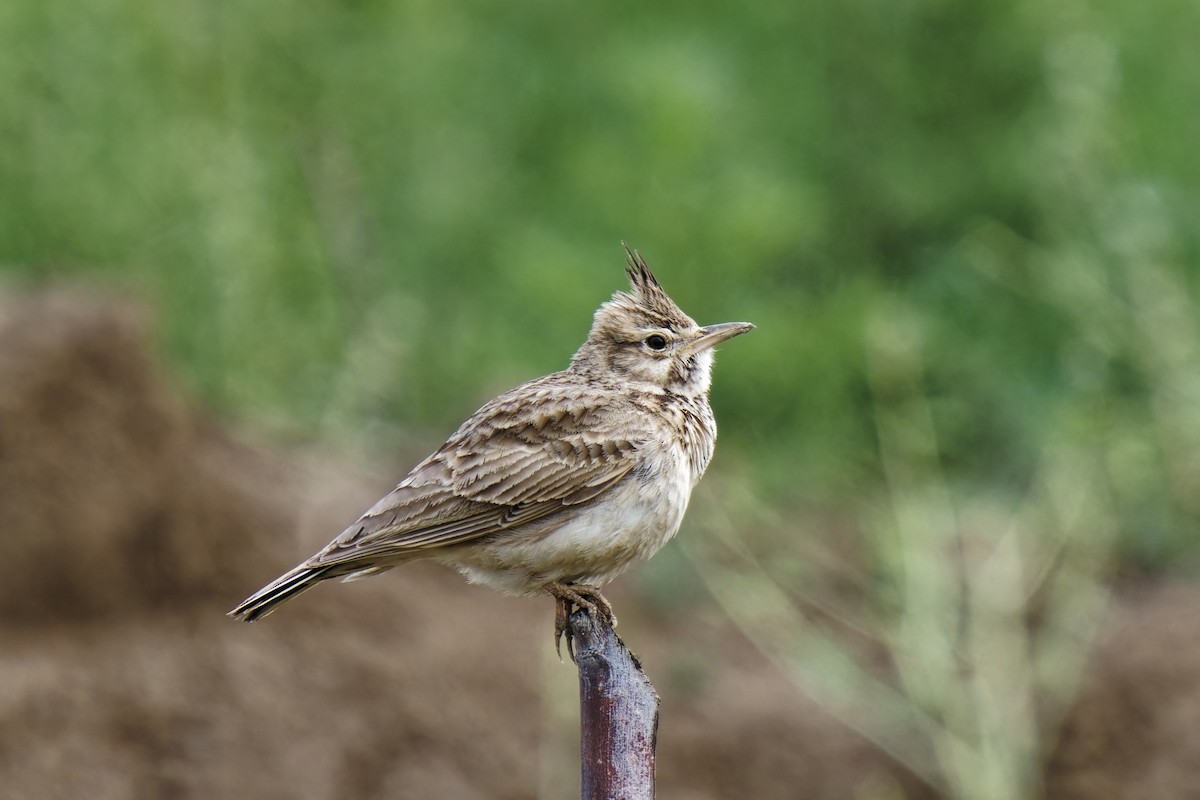 Crested Lark - ML620257309