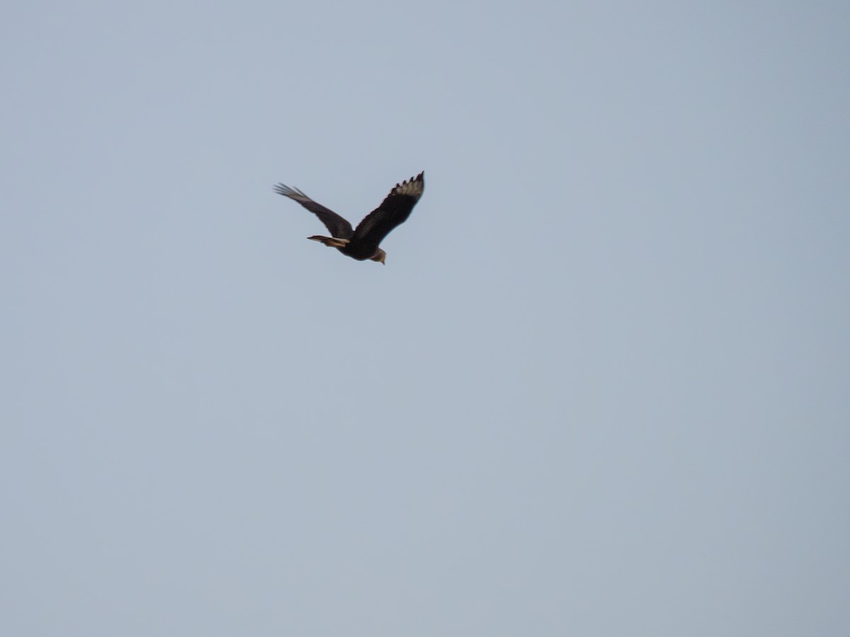 Crested Caracara - ML620257315