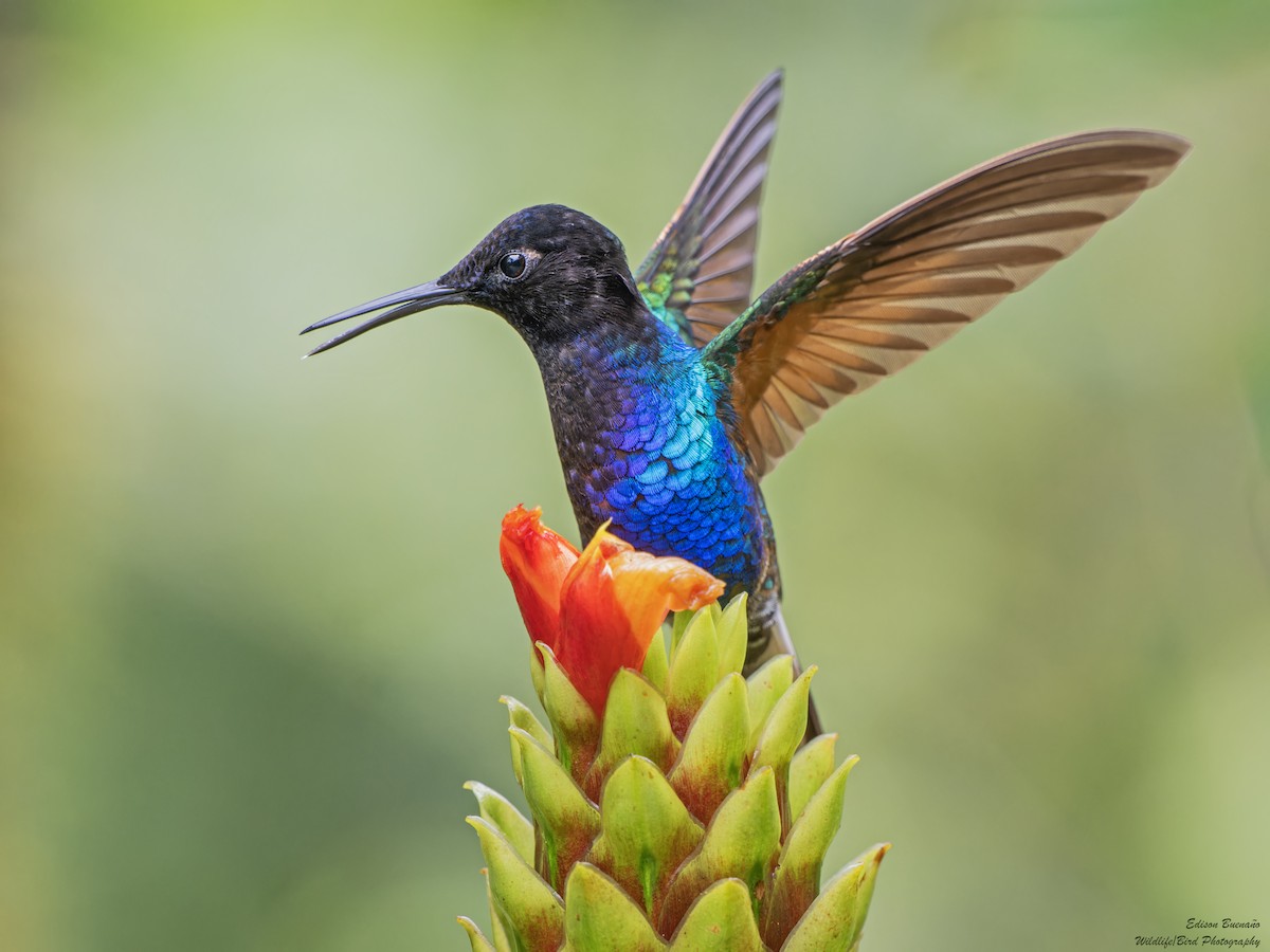 Velvet-purple Coronet - Edison Buenano