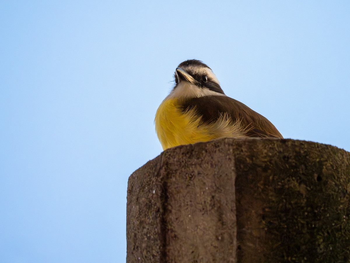 Great Kiskadee - ML620257317