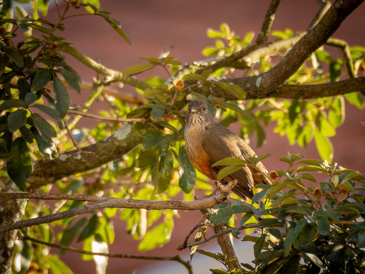 Rufous-bellied Thrush - ML620257318