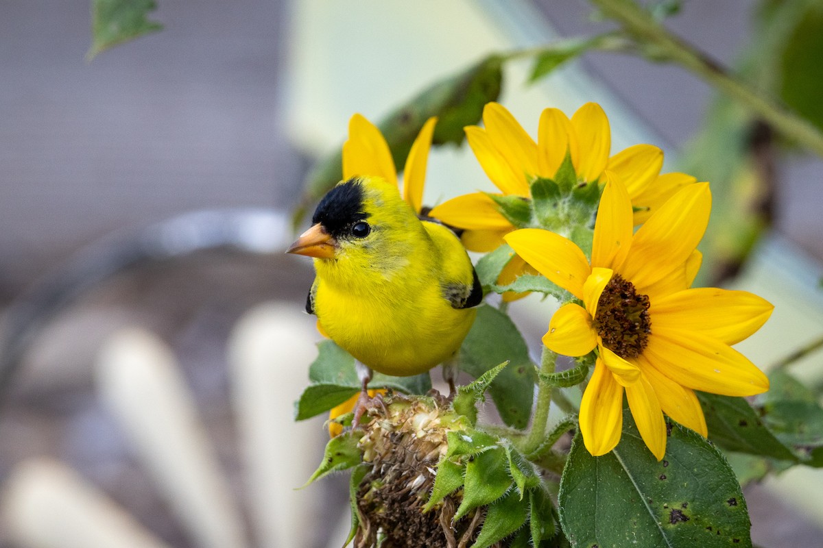 American Goldfinch - ML620257320