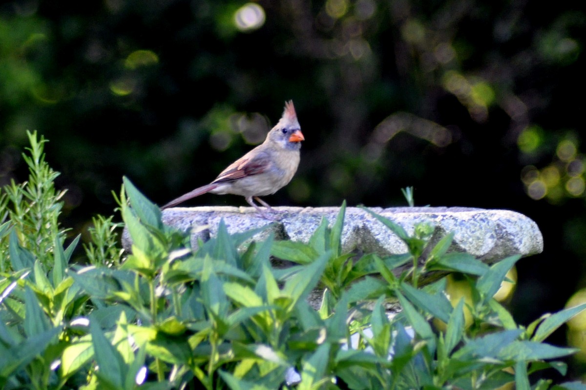 Northern Cardinal - ML620257327