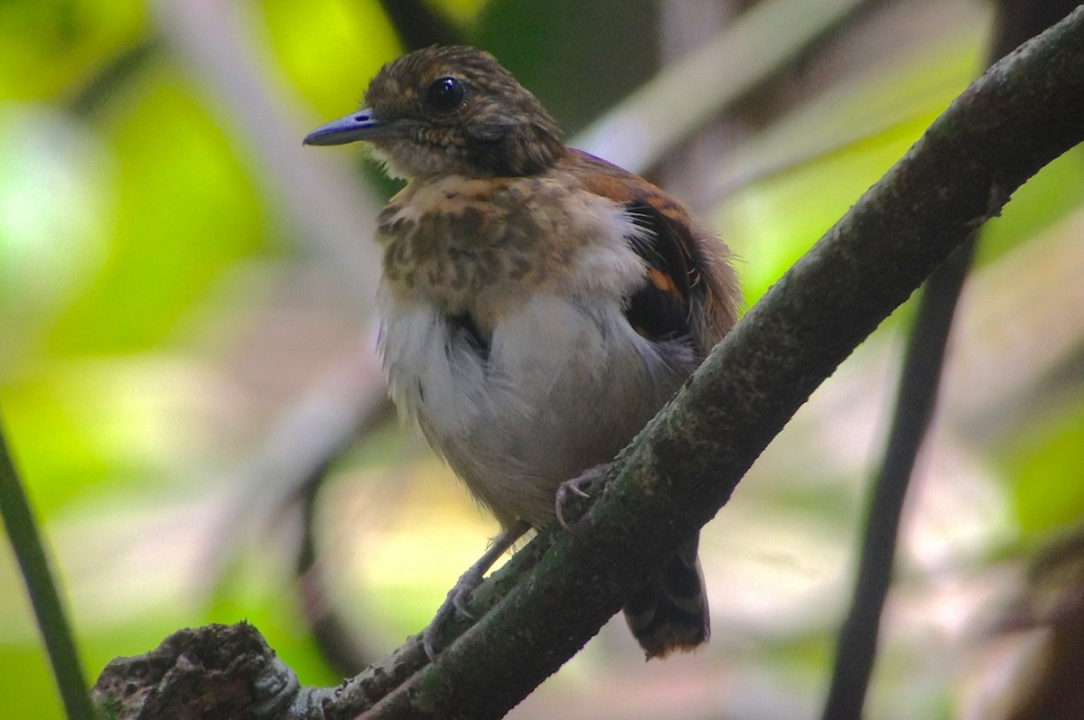 Spotted Antbird - ML620257330