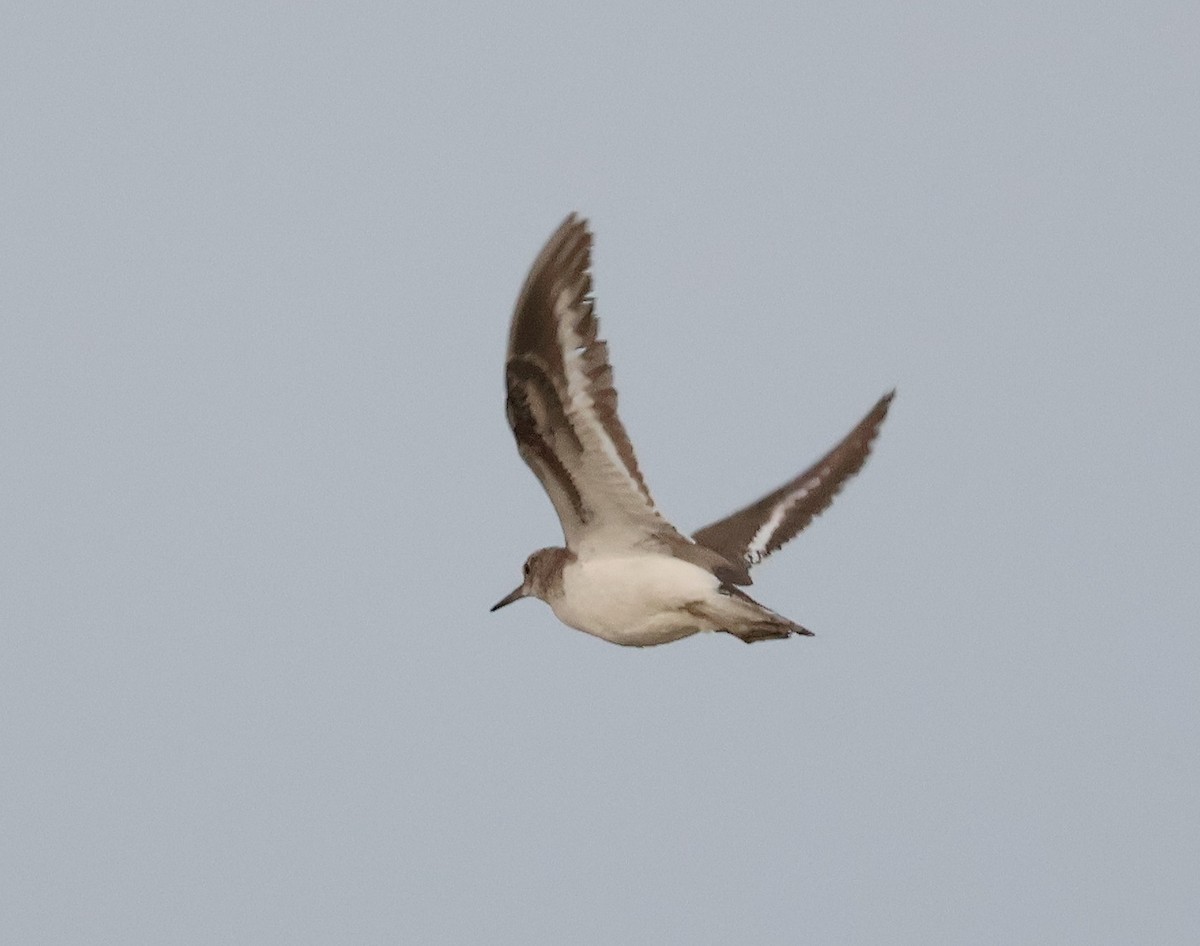 Common Sandpiper - ML620257360