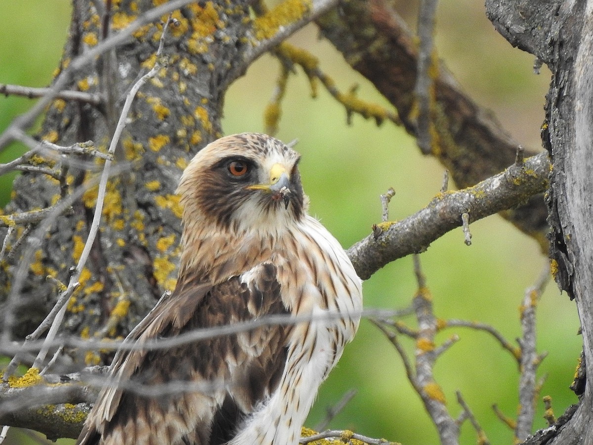 Booted Eagle - ML620257363