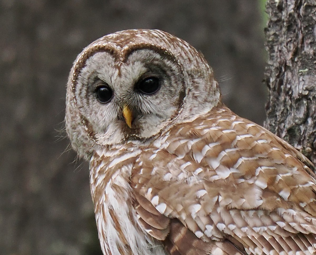 Barred Owl - ML620257366