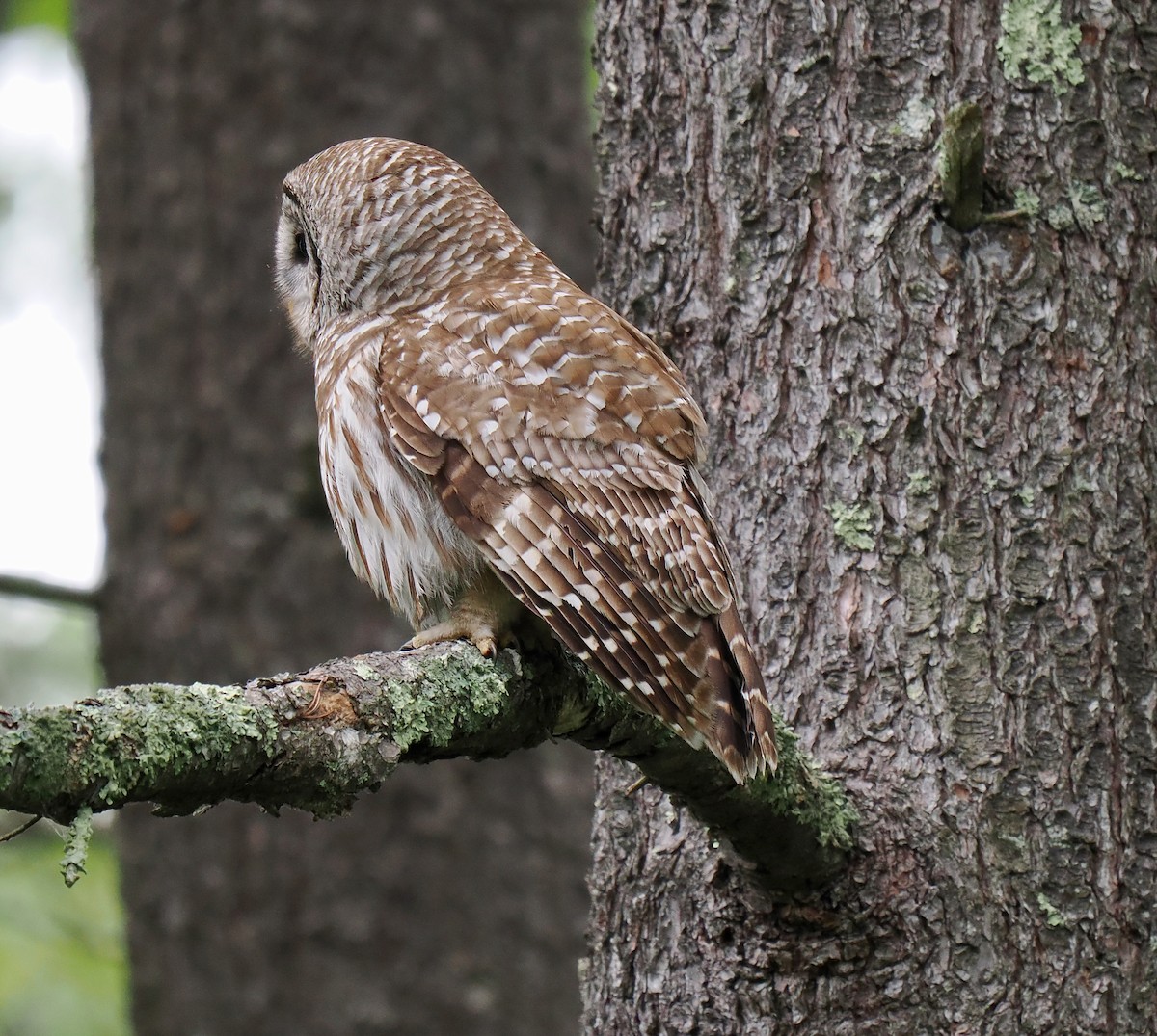 Barred Owl - ML620257368