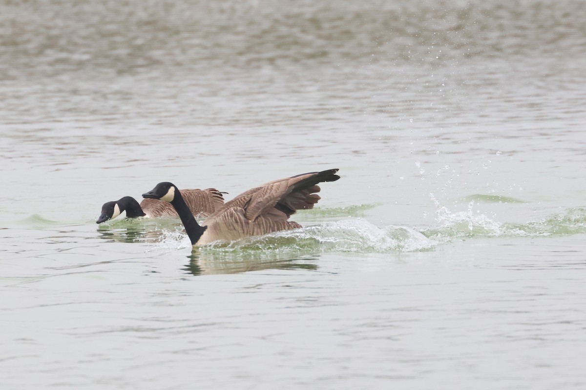 Canada Goose - ML620257398