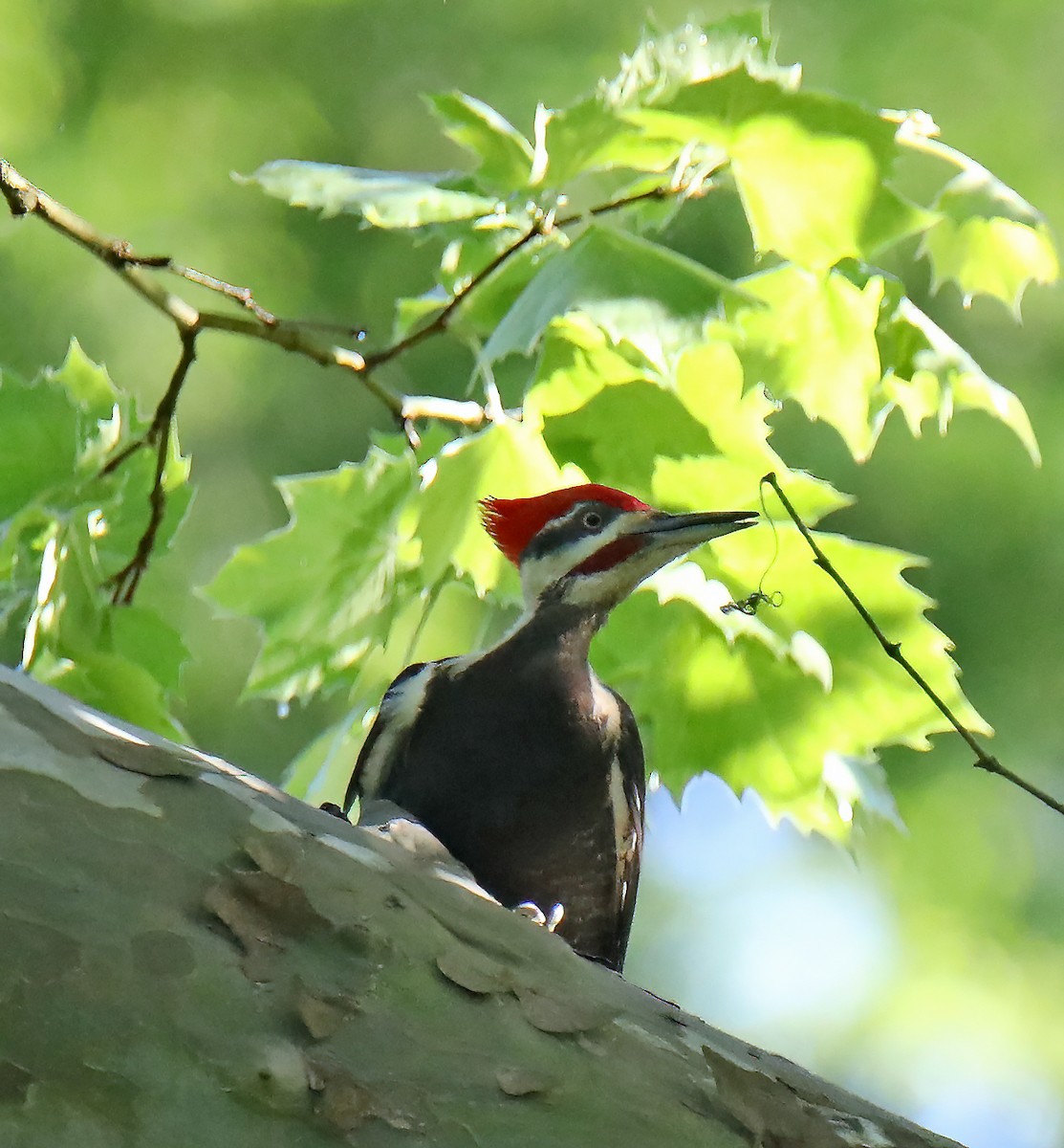 Pileated Woodpecker - ML620257402