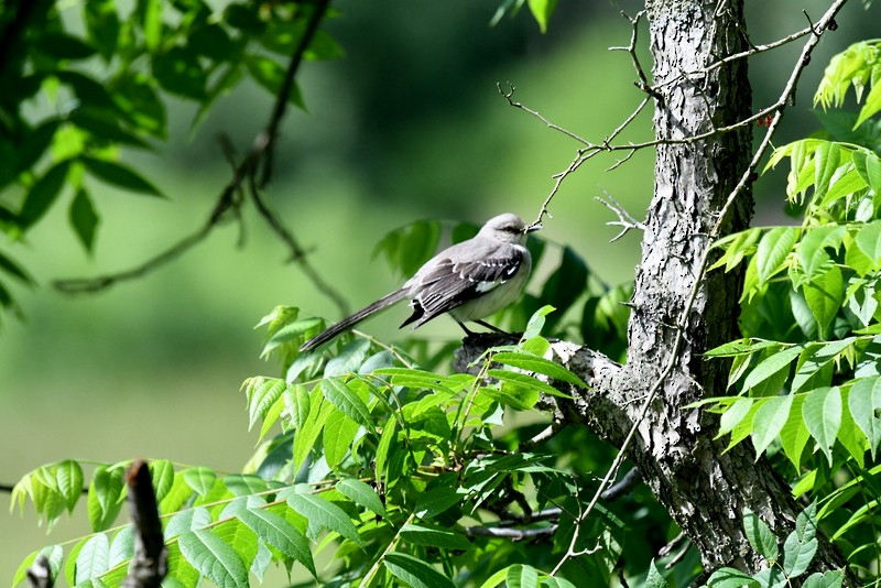 Northern Mockingbird - ML620257406