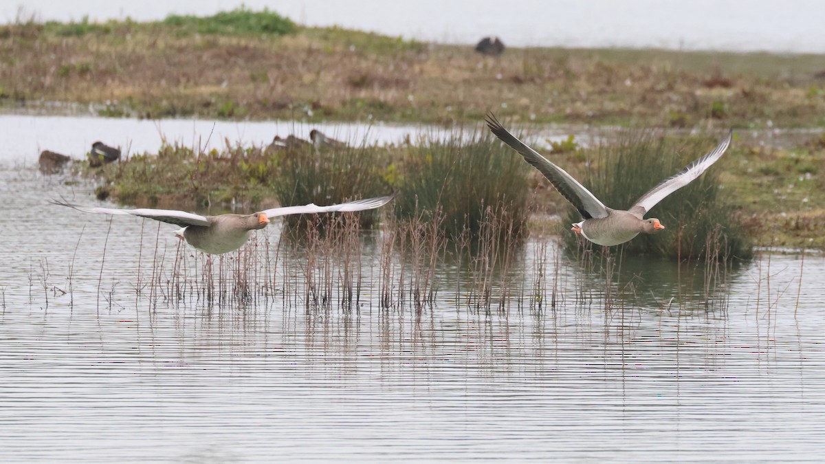 Graylag Goose - ML620257411