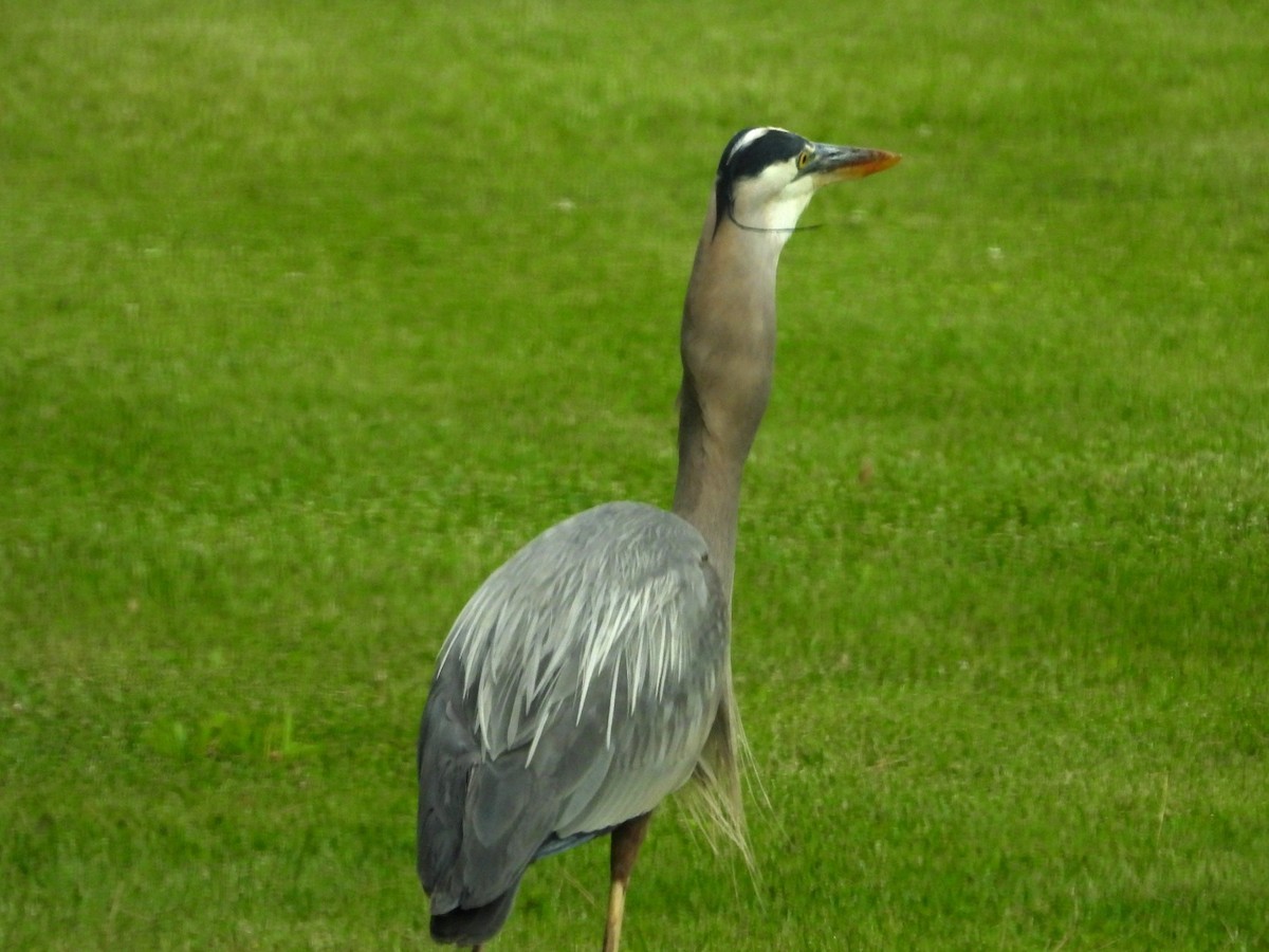 Garza Azulada - ML620257412