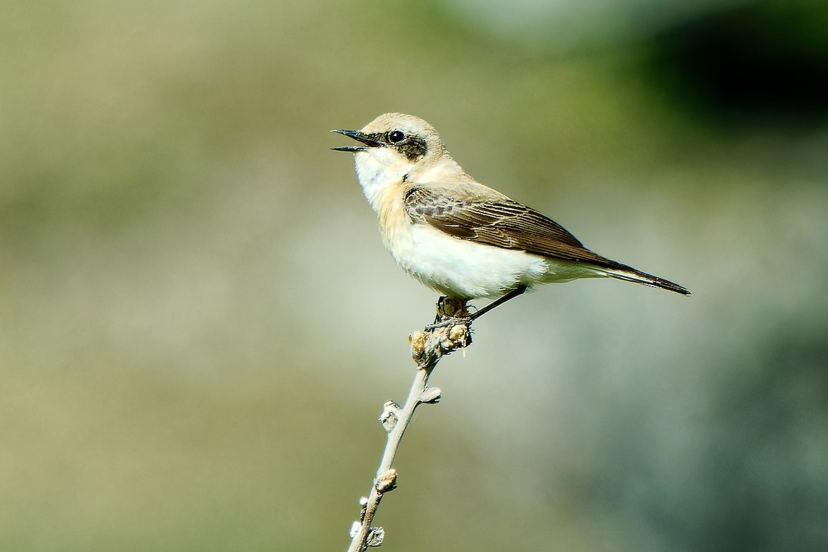 Eastern Black-eared Wheatear - ML620257420