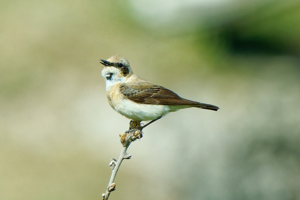 Eastern Black-eared Wheatear - ML620257421