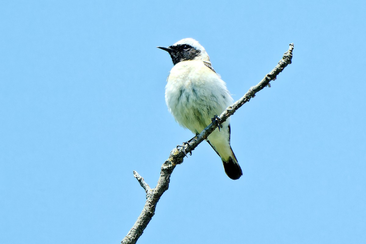 Eastern Black-eared Wheatear - ML620257424