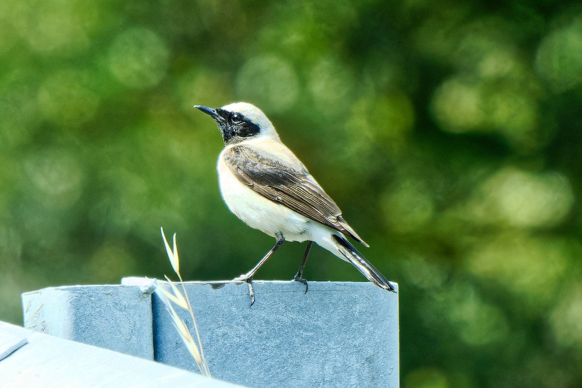 Eastern Black-eared Wheatear - ML620257427