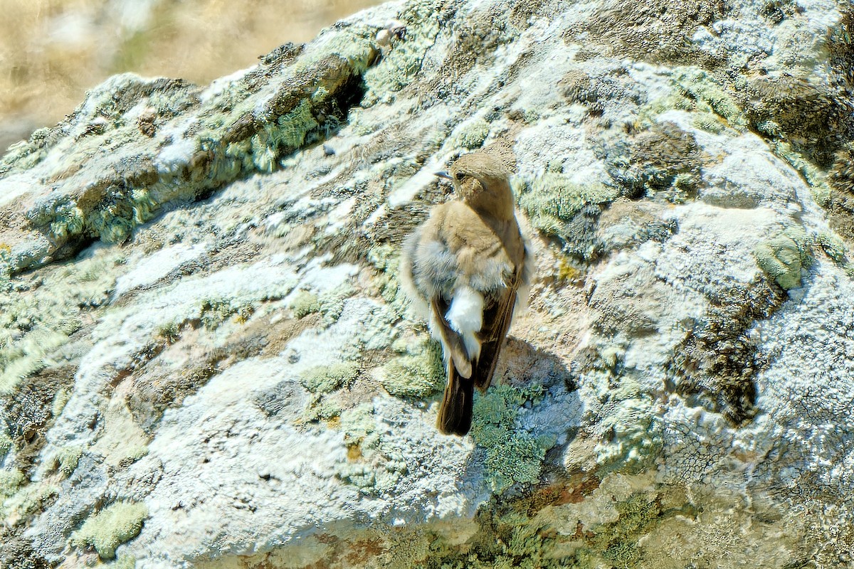 Eastern Black-eared Wheatear - ML620257431