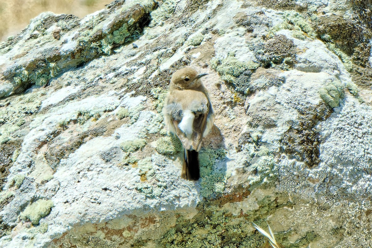 Eastern Black-eared Wheatear - ML620257432