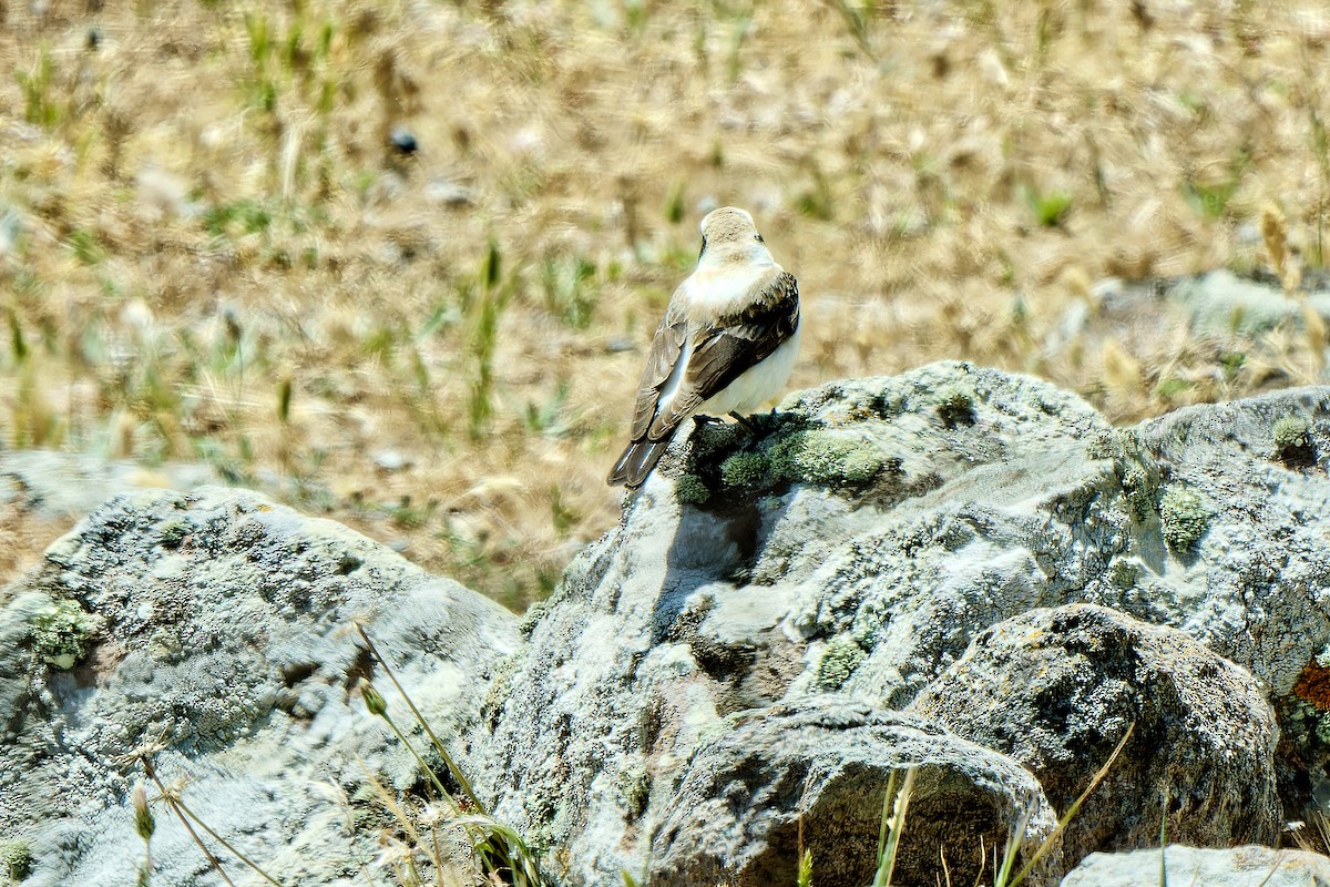 Eastern Black-eared Wheatear - ML620257436