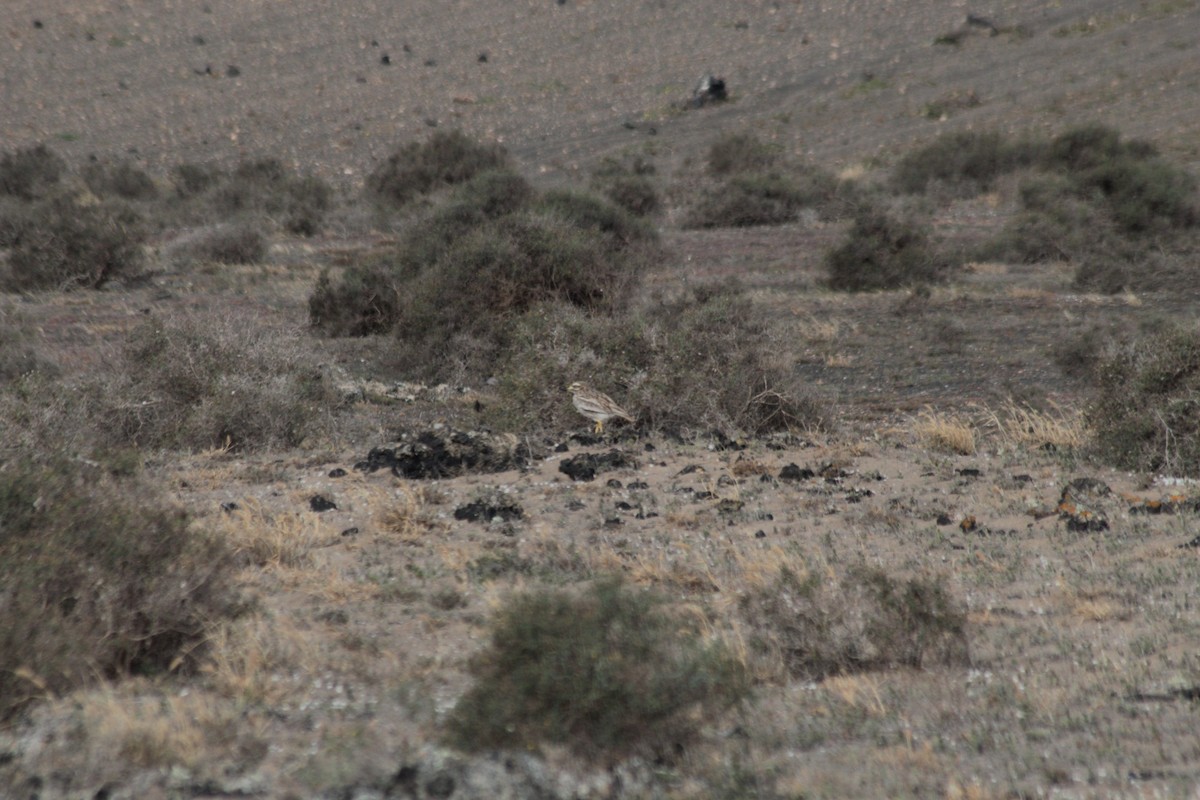 Eurasian Thick-knee - ML620257450