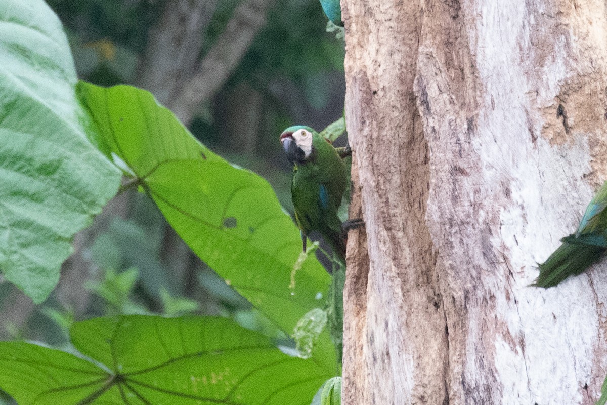 Chestnut-fronted Macaw - ML620257453