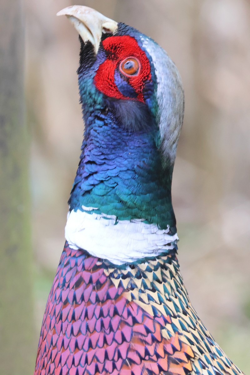 Ring-necked Pheasant - ML620257458