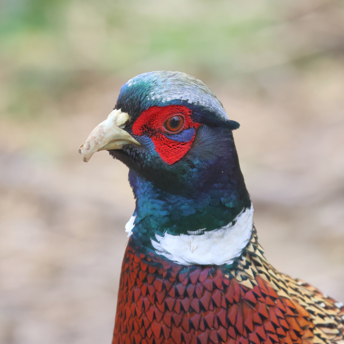 Ring-necked Pheasant - ML620257459