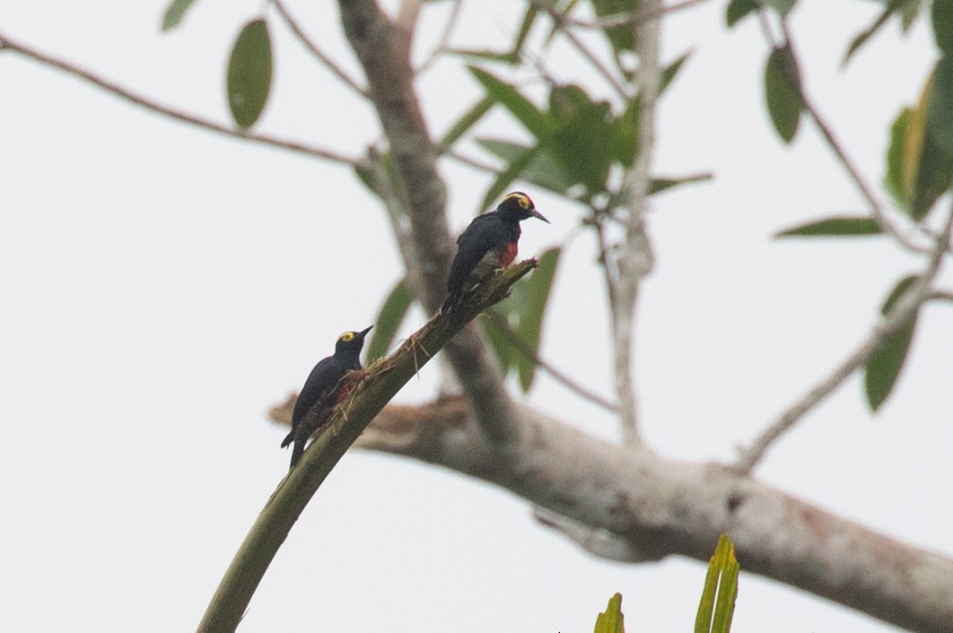 Yellow-tufted Woodpecker - ML620257471